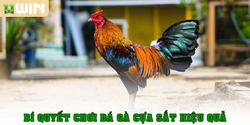 Đá gà cựa sắt – Bộ môn kịch tính thu hút đông đảo kê thủ 3 Bí quyết chơi Đá gà cựa sắt thật hiệu quả