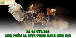 da ga cua dao thumb