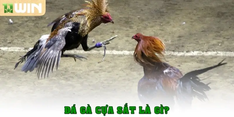 Đá gà cựa sắt – Bộ môn kịch tính thu hút đông đảo kê thủ 1 Đá gà cựa sắt là gì?