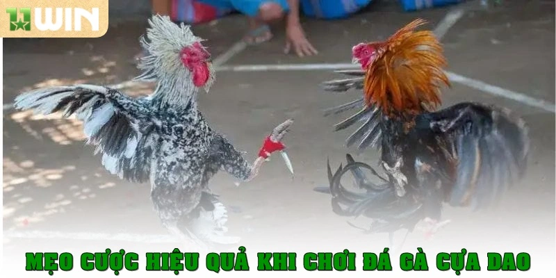 Đá Gà Cựa Dao - Siêu Phẩm Cá Cược Thịnh Hành Hiện Nay 3 Mẹo cược hiệu quả khi chơi đá gà cựa dao