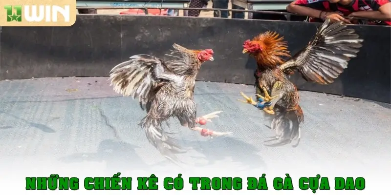 Đá Gà Cựa Dao - Siêu Phẩm Cá Cược Thịnh Hành Hiện Nay 1 Những chiến kê có trong đá gà cựa dao