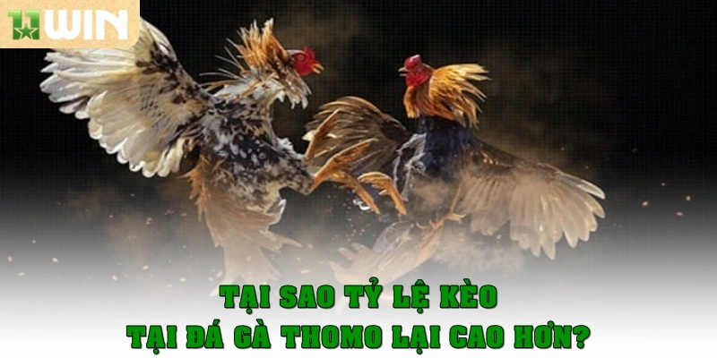Đá gà Thomo có tỷ lệ kèo ăn cao hơn các trang khác 2 Tại sao tỷ lệ kèo ăn tại đá gà Thomo lại cao hơn?