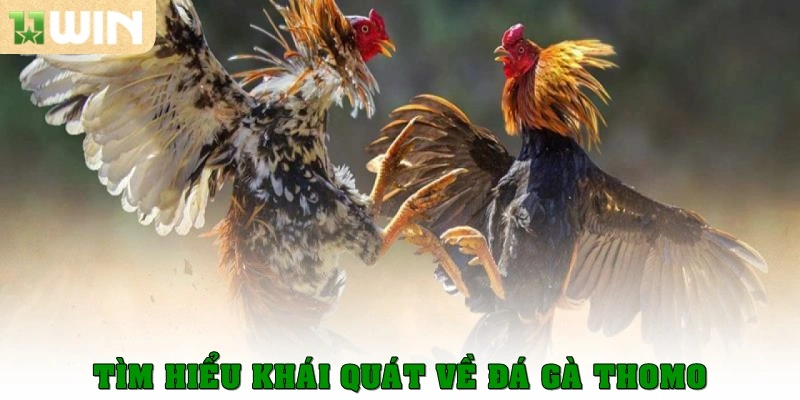 Đá gà Thomo có tỷ lệ kèo ăn cao hơn các trang khác 1 Tìm hiểu khái quát về đá gà Thomo