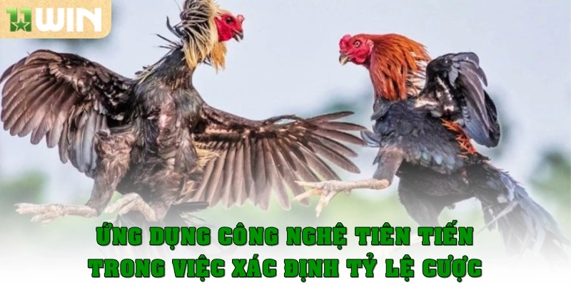 Đá gà Thomo có tỷ lệ kèo ăn cao hơn các trang khác 3 Ứng dụng công nghệ tiên tiến trong việc xác định tỷ lệ cược